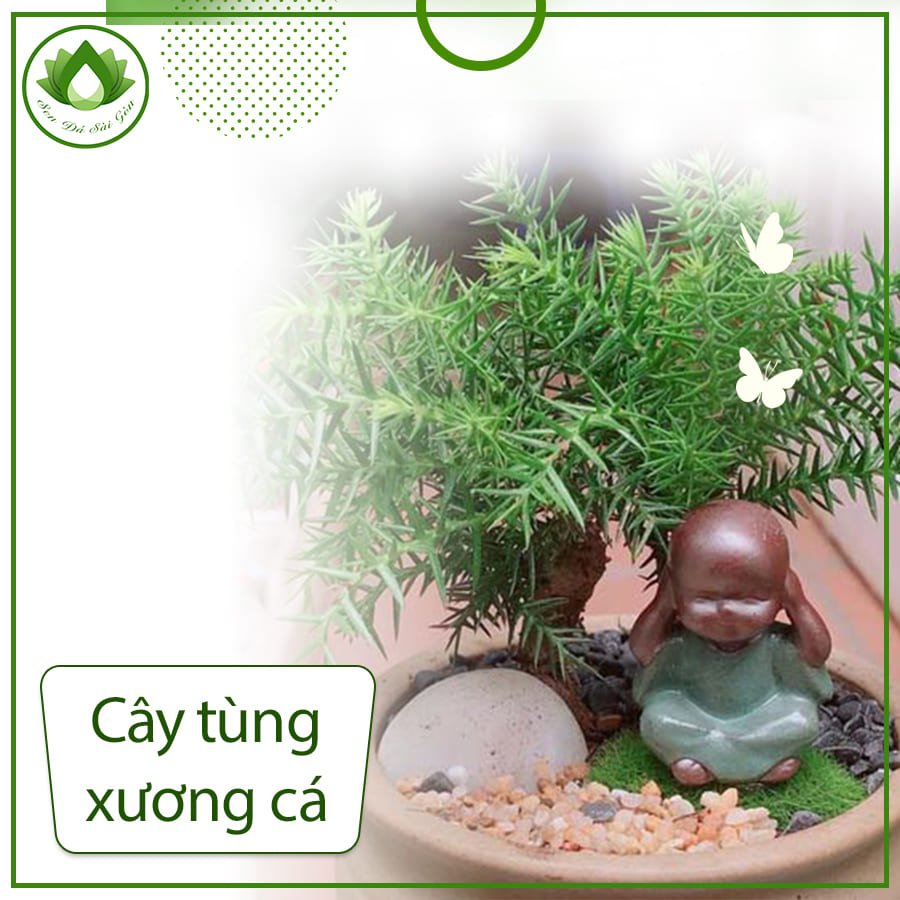 Cây tùng xương cá  – Loài cây được giới chơi bonsai săn đón 3
