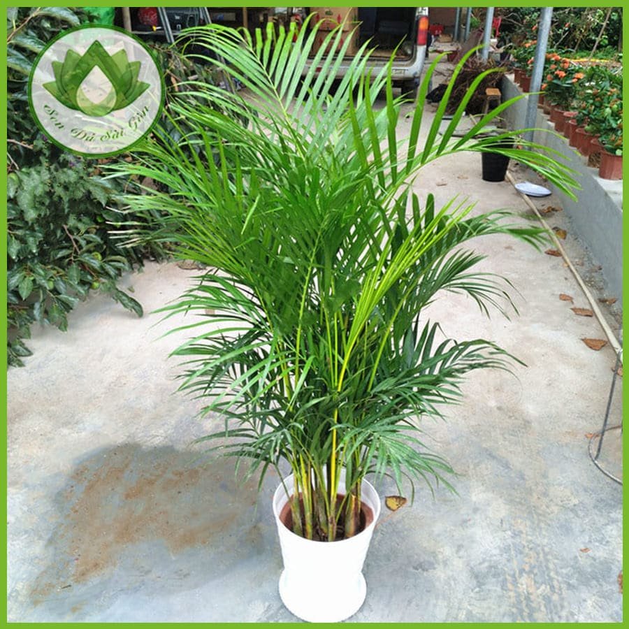 Cây cau cảnh – Vẻ đẹp sang trọng, đem đến may mắn, tài lộc 3