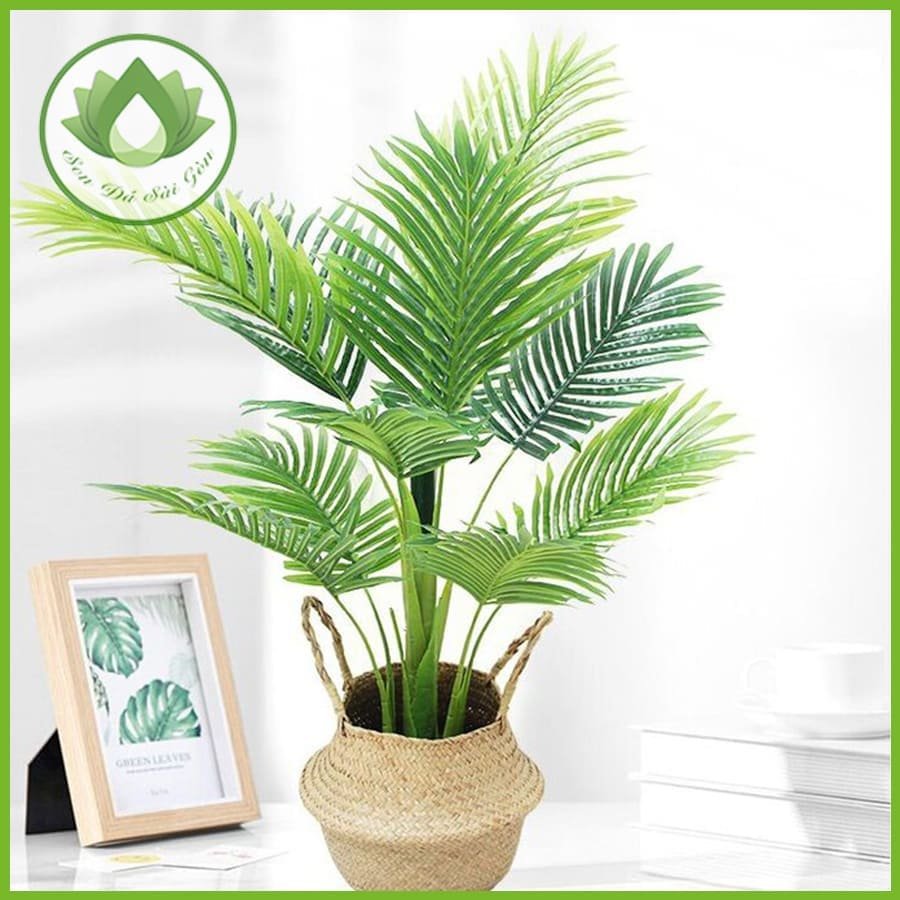 Cây cau cảnh – Vẻ đẹp sang trọng, đem đến may mắn, tài lộc