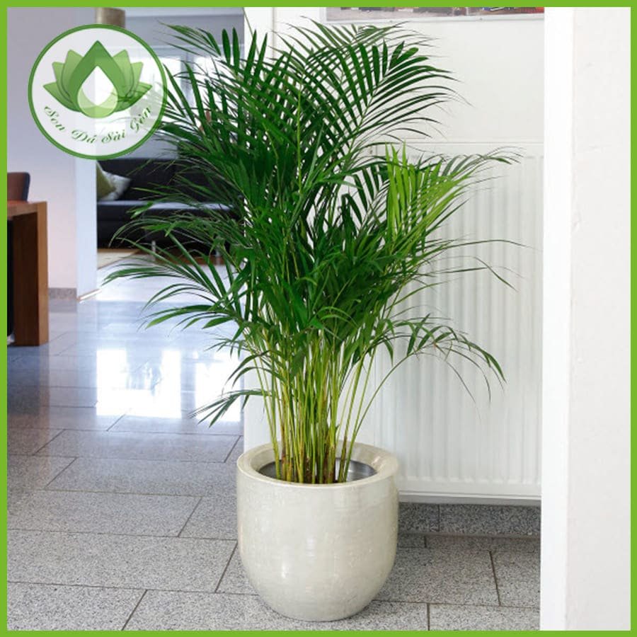 Cây cau cảnh – Vẻ đẹp sang trọng, đem đến may mắn, tài lộc 2