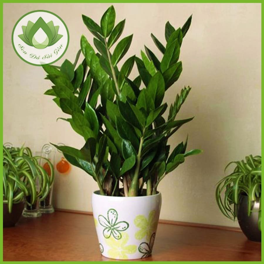 Cây kim tiền – Loài cây rước may mắn tài lộc vào nhà