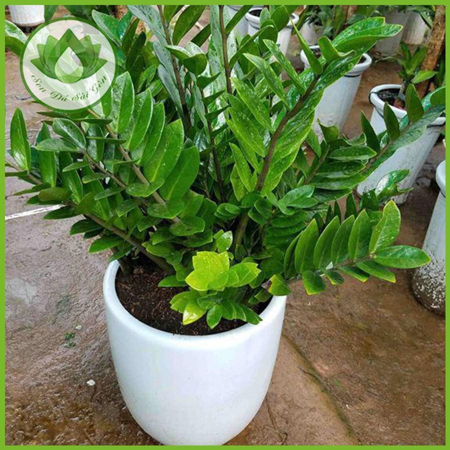 Cây kim tiền – Loài cây rước may mắn tài lộc vào nhà 2