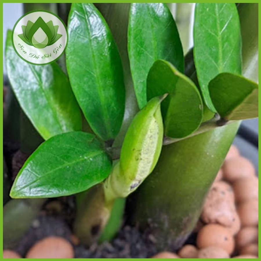 Cây kim tiền – Loài cây rước may mắn tài lộc vào nhà 3