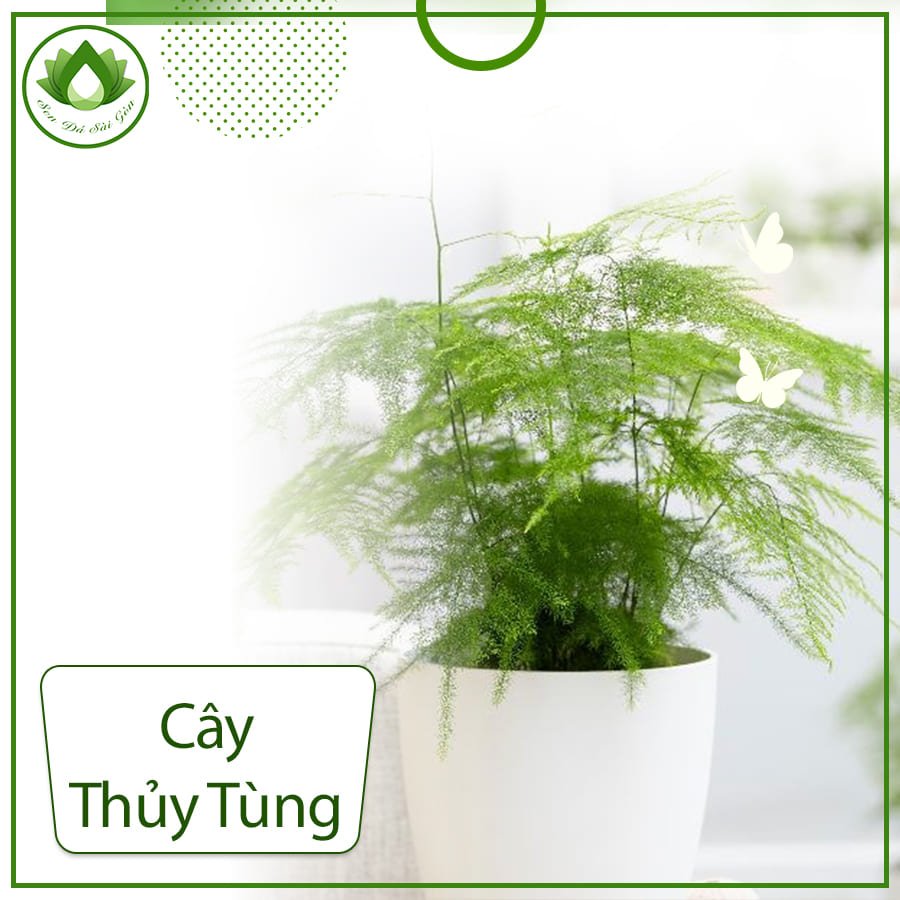 Cây thủy tùng – Loài cây quý hiếm đếm đến những giá trị cao