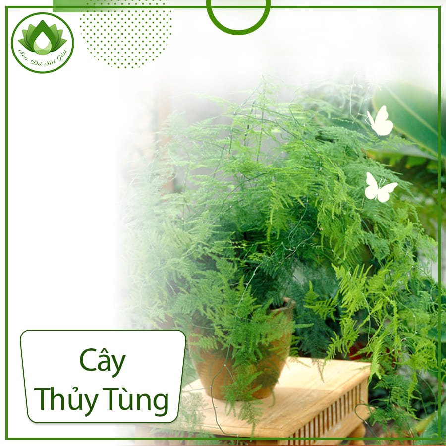 Cây thủy tùng – Loài cây quý hiếm đếm đến những giá trị cao 3