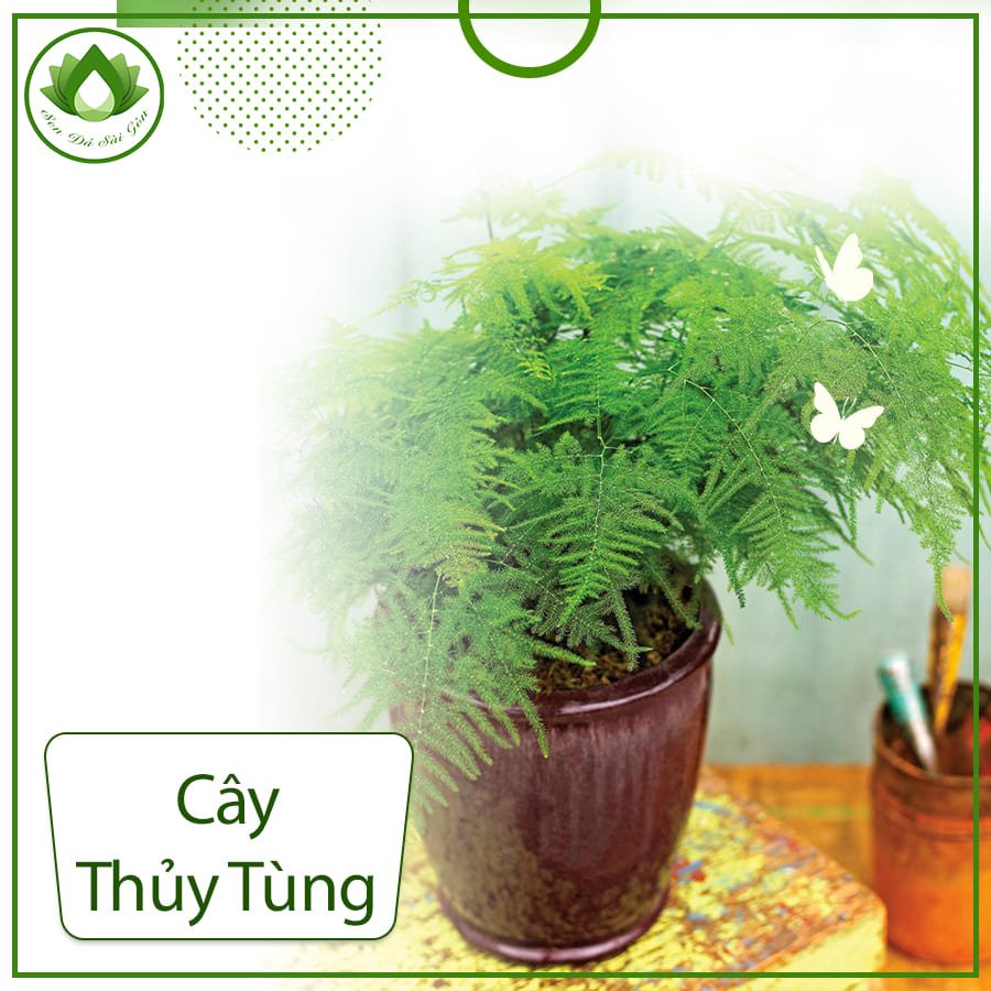 Cây thủy tùng – Loài cây quý hiếm đếm đến những giá trị cao 2