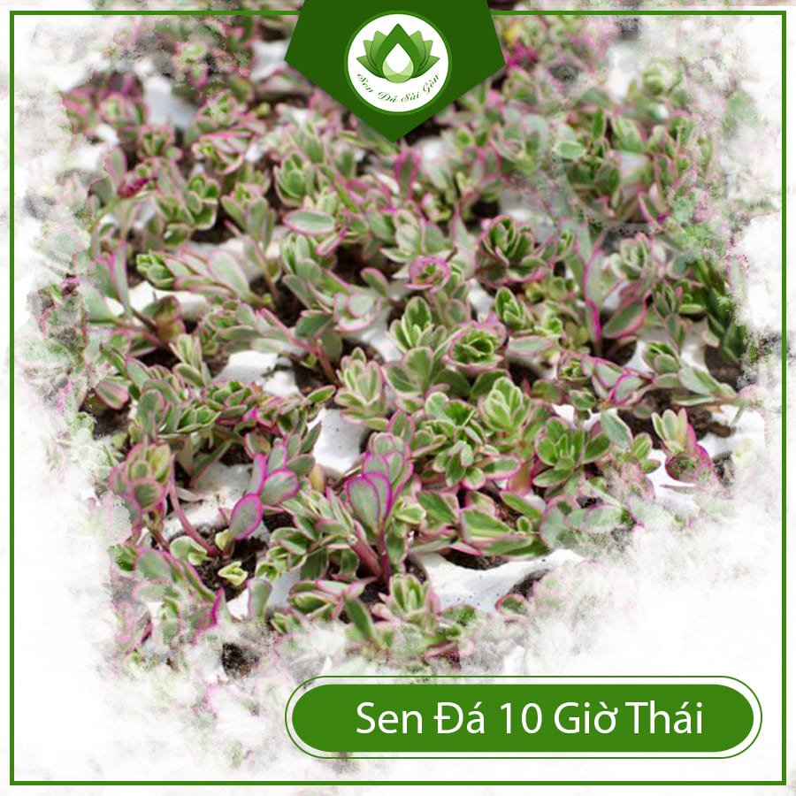 Sen đá 10 giờ thái mang ý nghĩa về niềm vui và hạnh phúc 3
