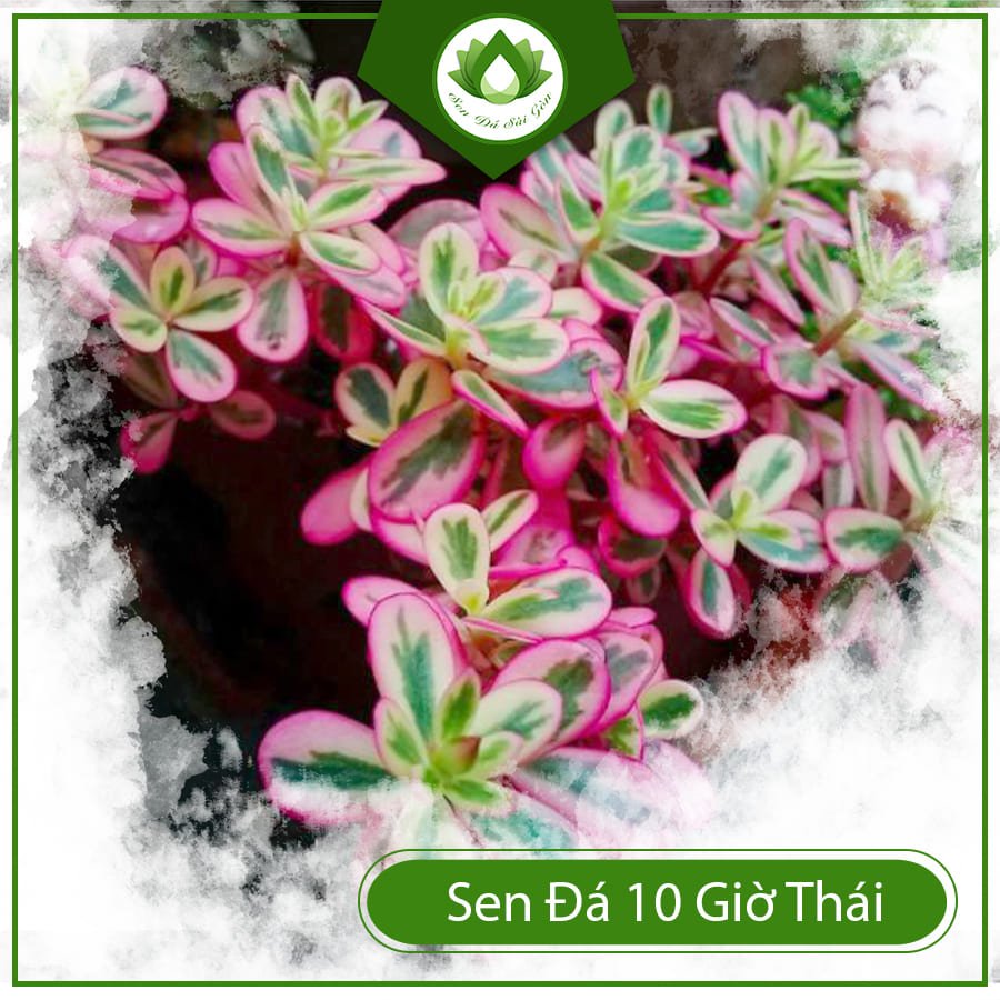 Sen đá 10 giờ thái mang ý nghĩa về niềm vui và hạnh phúc 2