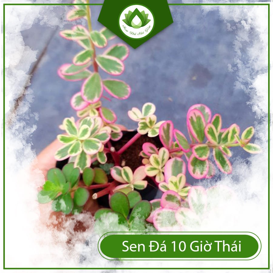 Sen đá 10 giờ thái mang ý nghĩa về niềm vui và hạnh phúc