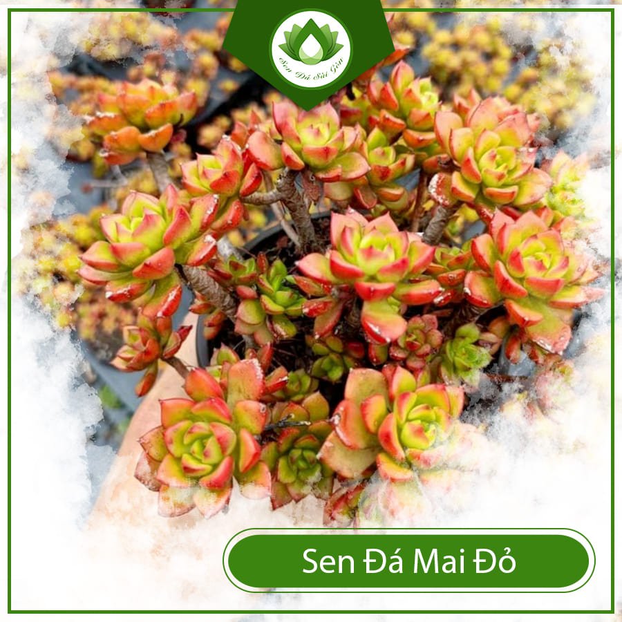 Sen đá mai đỏ – Quà tặng ý nghĩa cho những người thân yêu