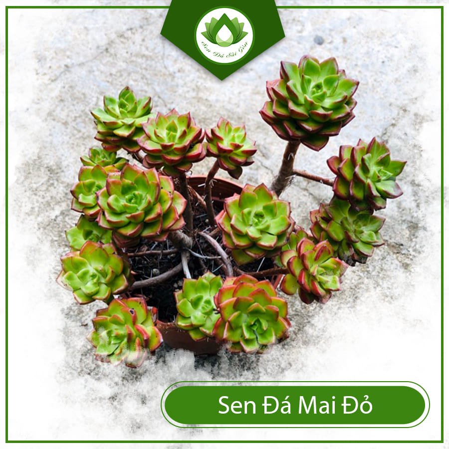 Sen đá mai đỏ – Quà tặng ý nghĩa cho những người thân yêu 2