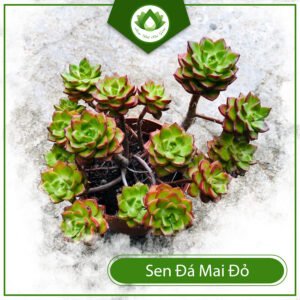 Sen đá mai đỏ – Quà tặng ý nghĩa cho những người thân yêu 3