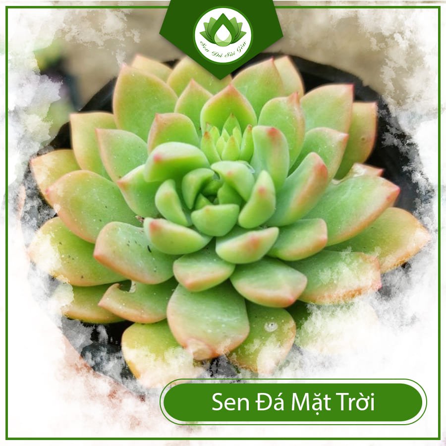 Sen đá mặt trời đem đến nhiều sự may mắn trong cuộc sống