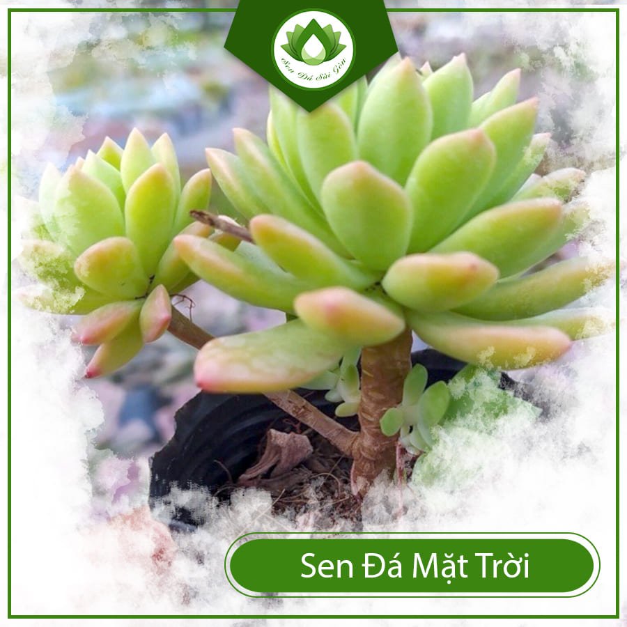 Sen đá mặt trời đem đến nhiều sự may mắn trong cuộc sống 2