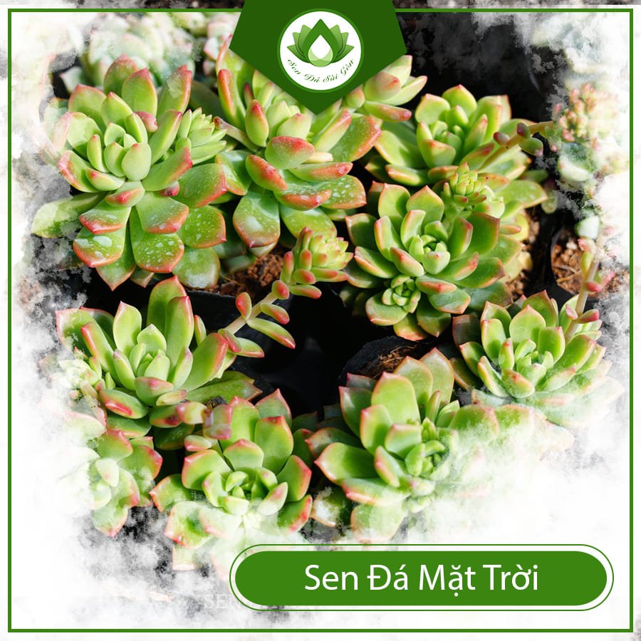 Sen đá mặt trời đem đến nhiều sự may mắn trong cuộc sống 3