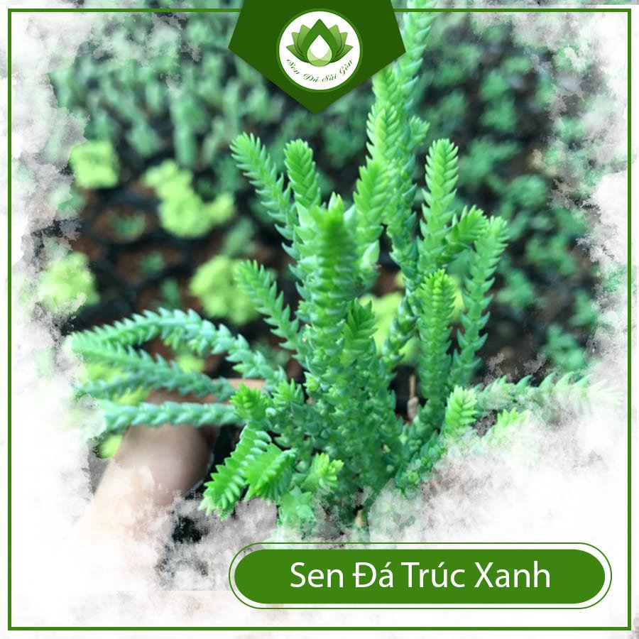 Sen đá trúc xanh – Loài cây xinh với sức sống mãnh liệt
