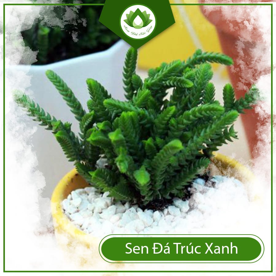 Sen đá trúc xanh –  Loài cây xinh với sức sống mãnh liệt 3