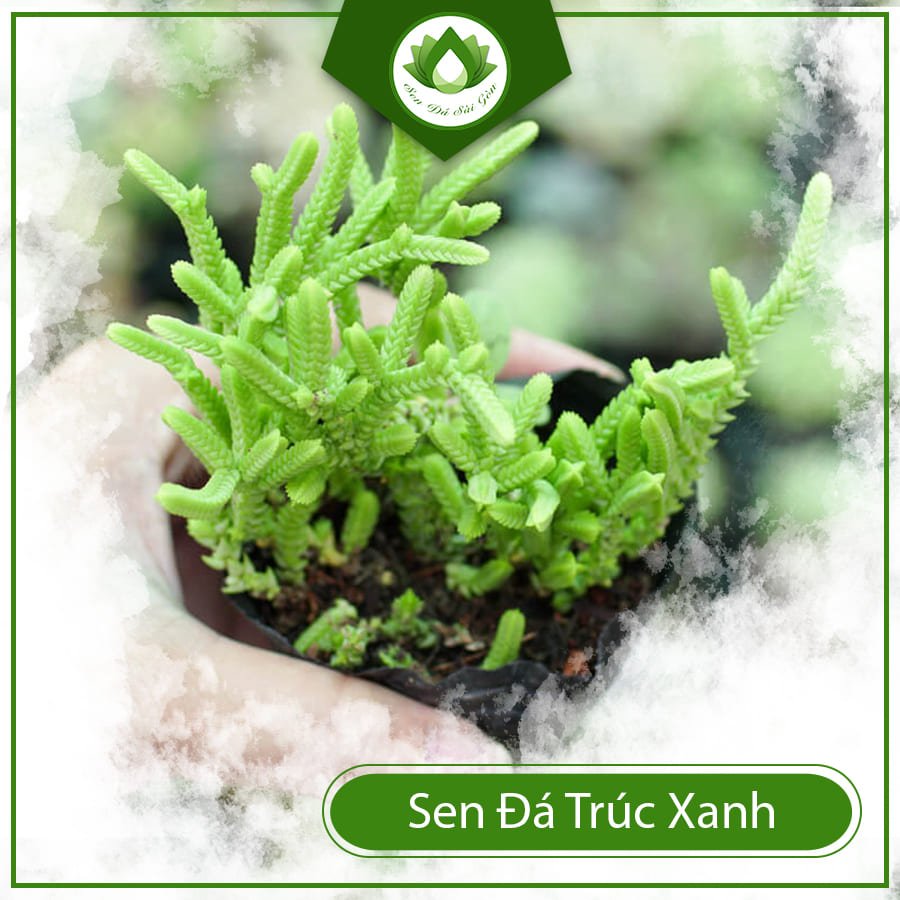 Sen đá trúc xanh –  Loài cây xinh với sức sống mãnh liệt 2