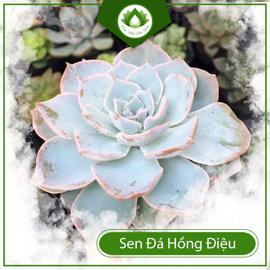 Sen đá hồng điệu tượng trưng cho tình yêu, tình bạn vững bền 2