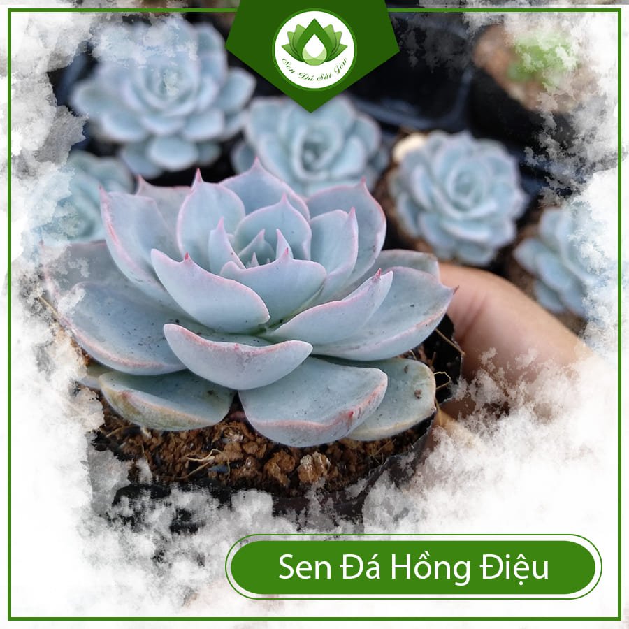 Sen đá hồng điệu tượng trưng cho tình yêu, tình bạn vững bền 3