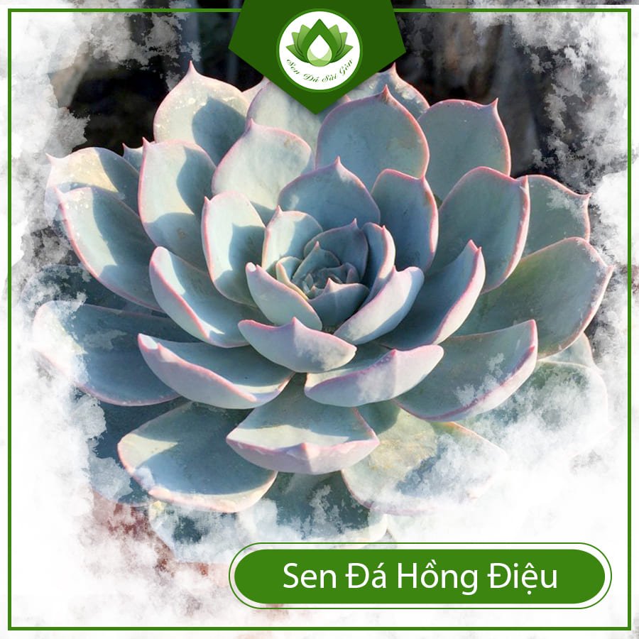 Sen đá hồng điệu tượng trưng cho tình yêu, tình bạn vững bền