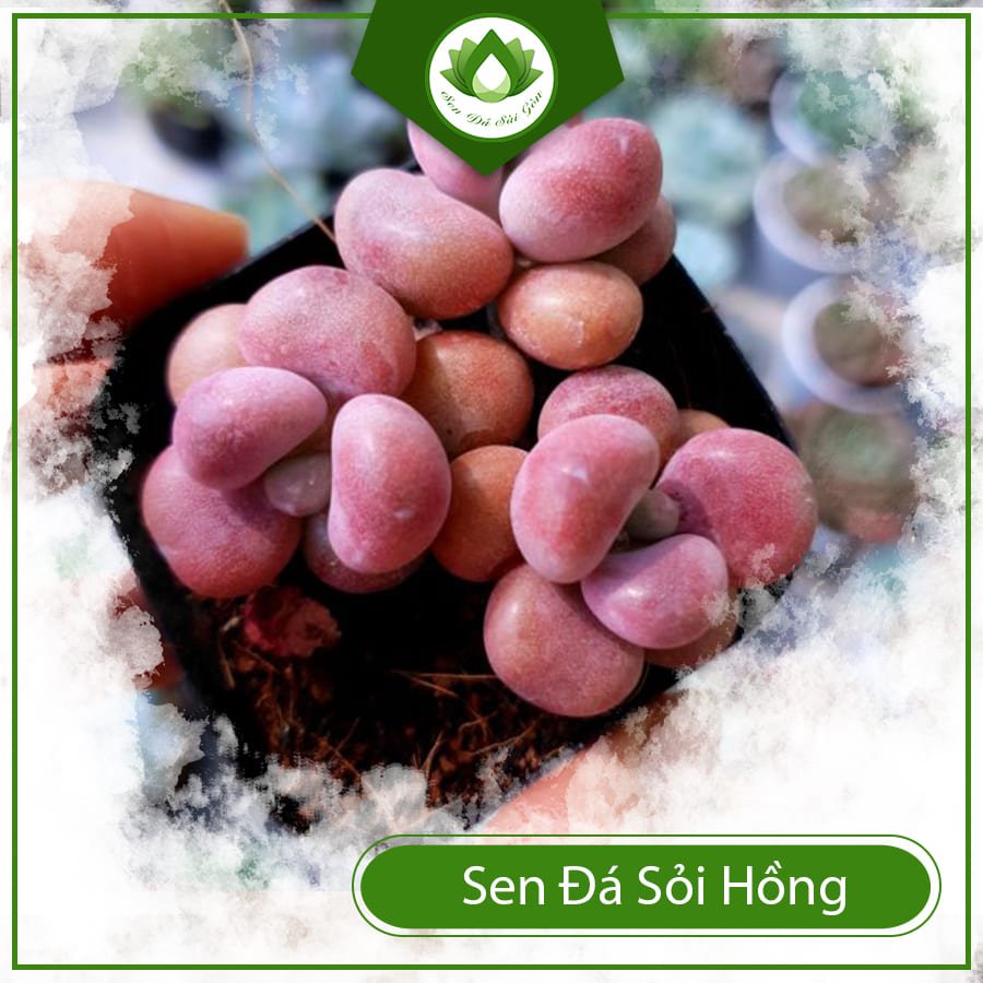 Sen đá sỏi hồng – Cây cảnh đẹp, đem đến tài lộc cho gia chủ 2