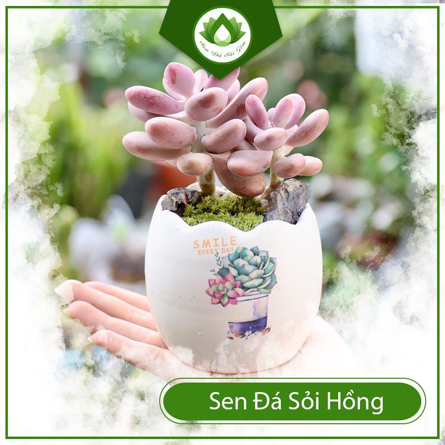 Sen đá sỏi hồng – Cây cảnh đẹp, đem đến tài lộc cho gia chủ