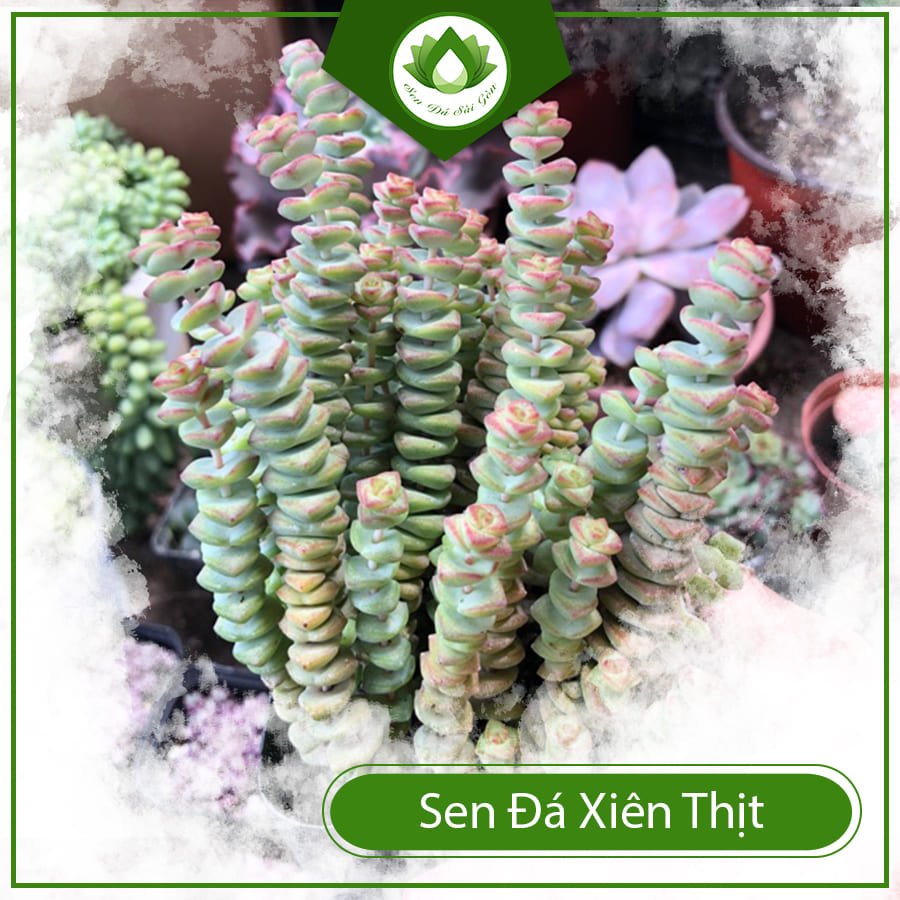 Sen đá xiên thịt – Cây cảnh đem đến may mắn và tài lộc