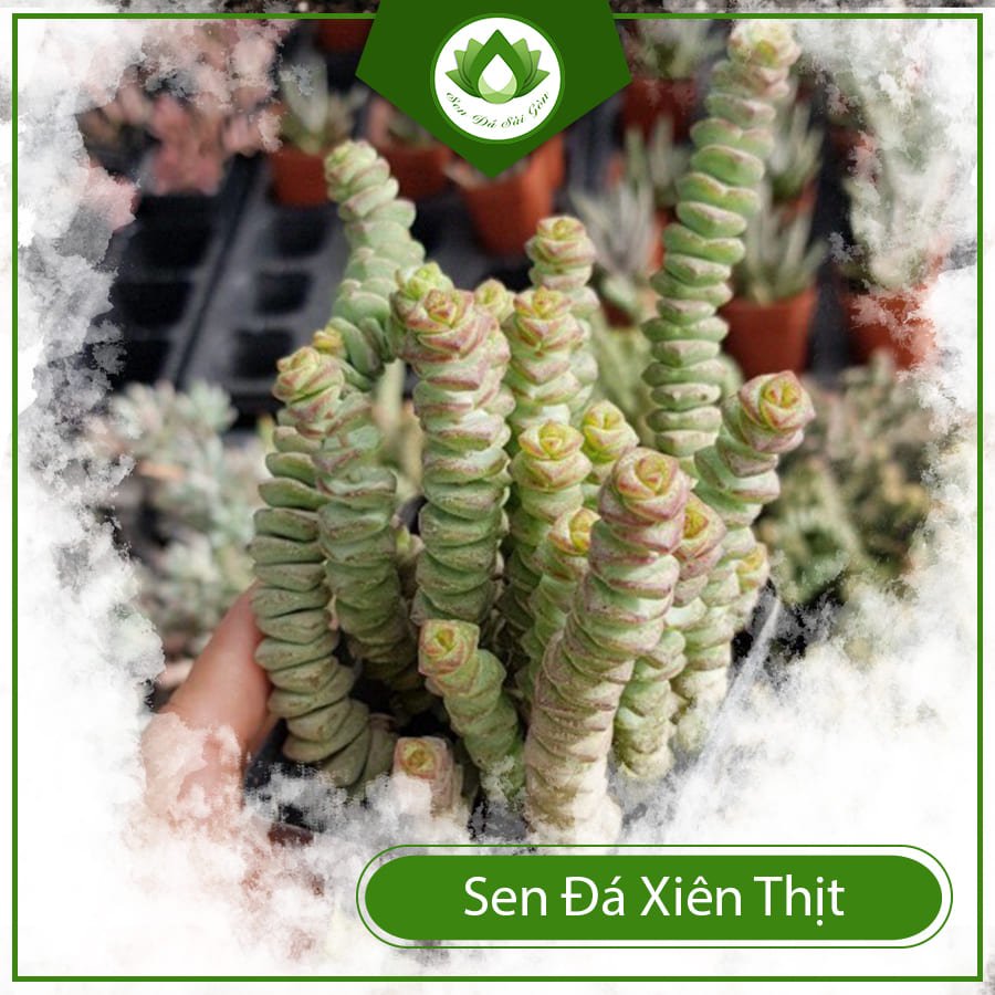 Sen đá xiên thịt – Cây cảnh đem đến may mắn và tài lộc 2