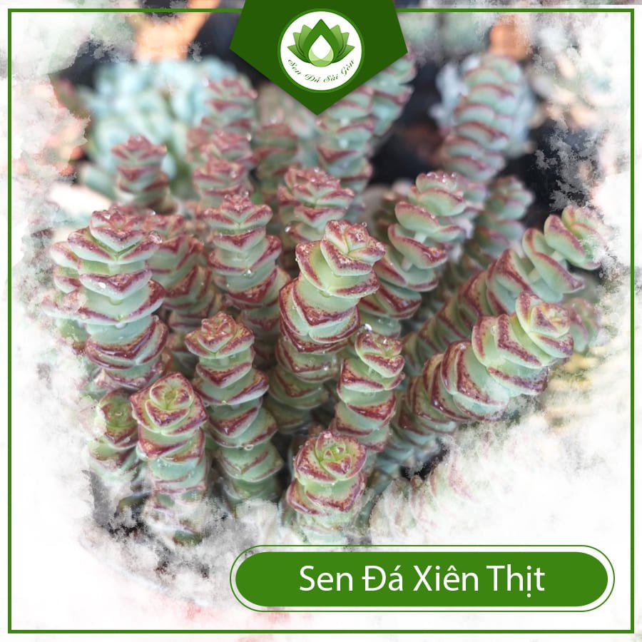Sen đá xiên thịt – Cây cảnh đem đến may mắn và tài lộc 3