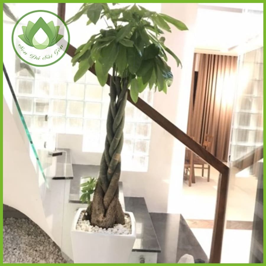 Cây kim ngân mang đến may mắn tài lộc cho gia chủ 2