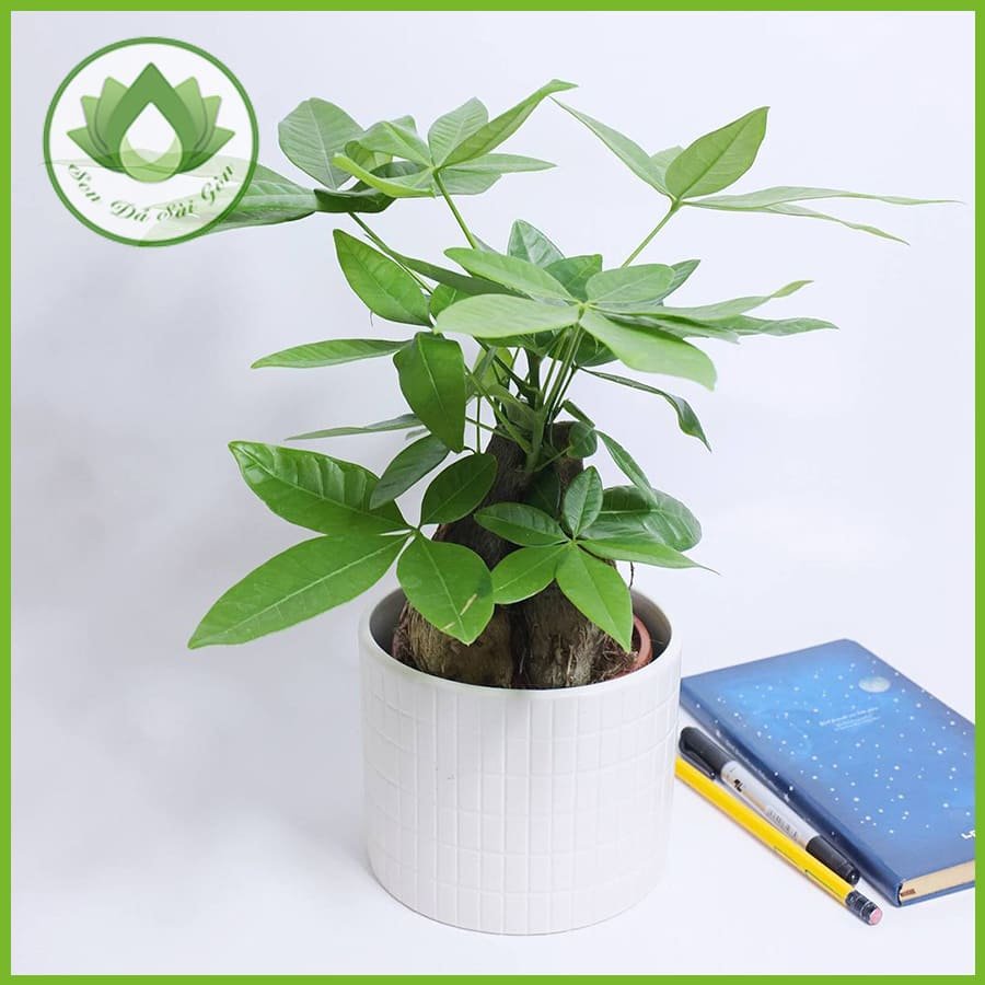 Cây kim ngân mang đến may mắn tài lộc cho gia chủ