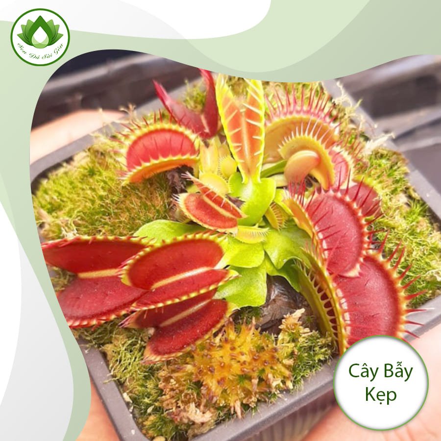 Cây bẫy kẹp – loài thực vật kỳ diệu nhất thế giới