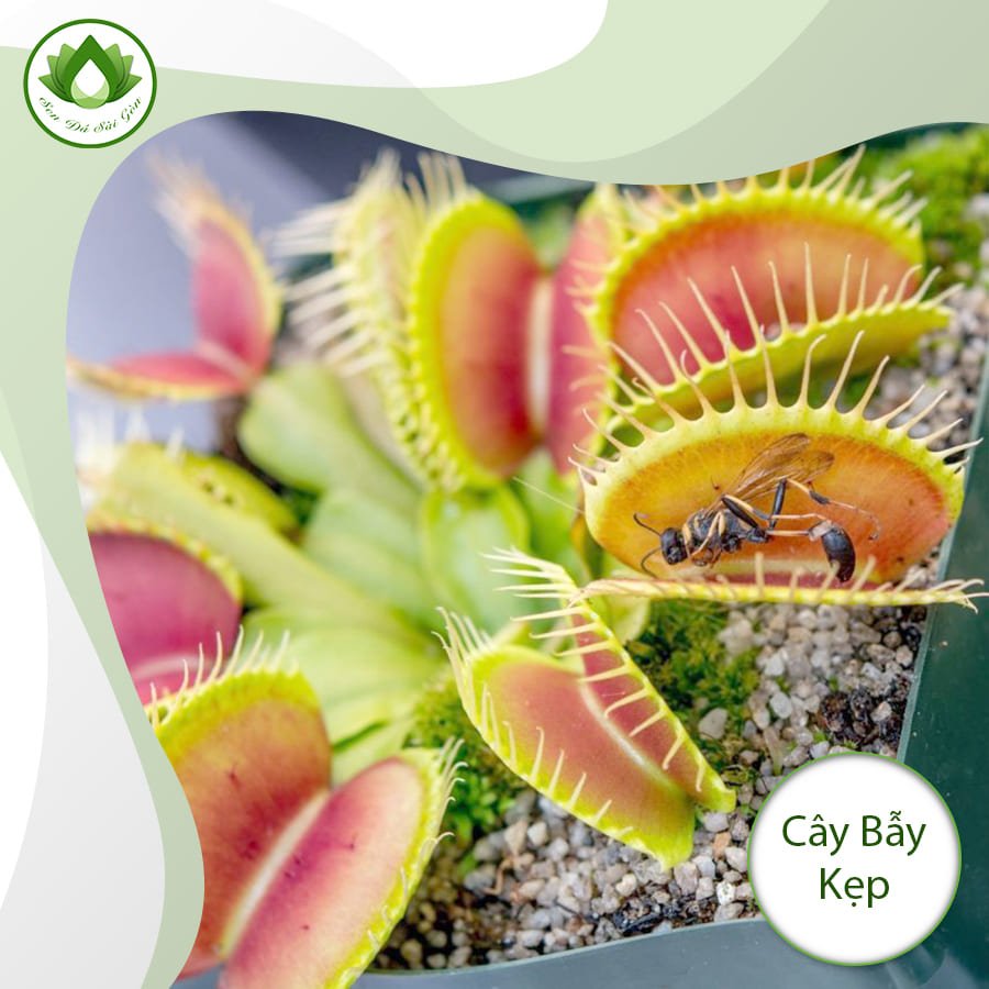Cây bẫy kẹp – loài thực vật kỳ diệu nhất thế giới 2