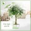 Cây ngũ gia bì – Loài cây xinh vượng khí và hút tài lộc 3