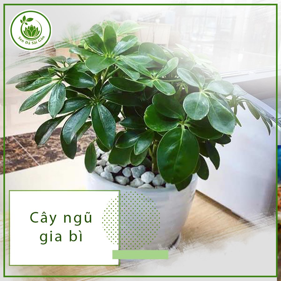 Cây ngũ gia bì – Loài cây xinh vượng khí và hút tài lộc