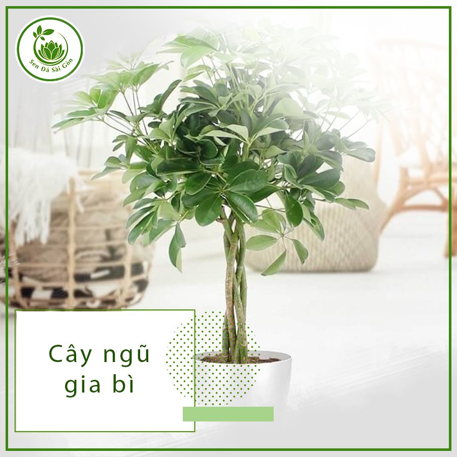 Cây ngũ gia bì – Loài cây xinh vượng khí và hút tài lộc 2