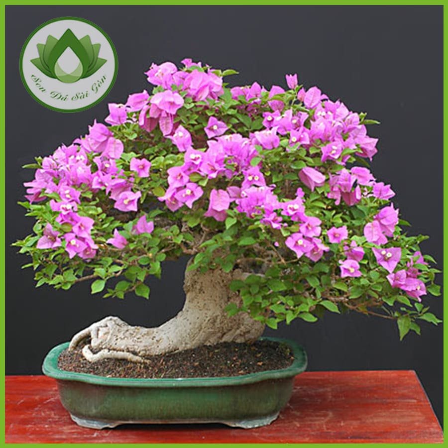 Cây hoa giấy mang đến không gian yên bình, gắn kết tình thân