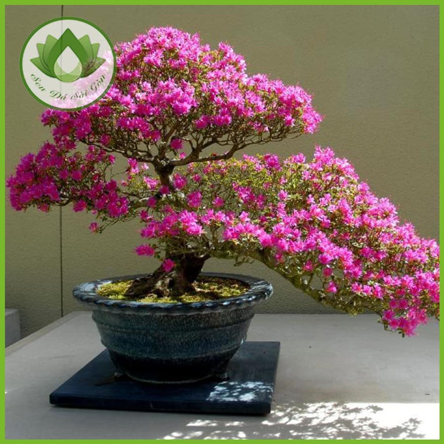 Cây hoa giấy mang đến không gian yên bình, gắn kết tình thân 2