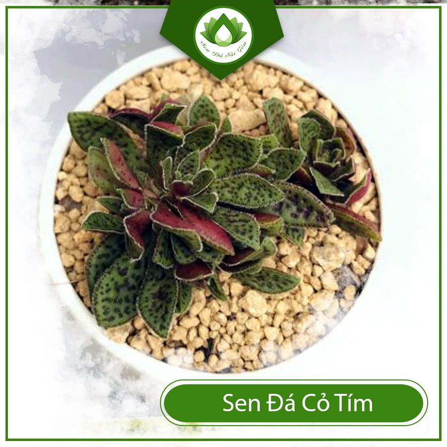 Sen đá cỏ tím – Mang ý nghĩa trường tồn vĩnh cửu