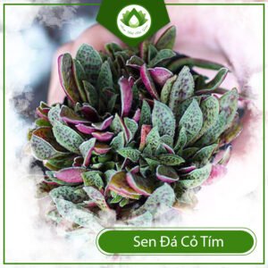 Sen đá cỏ tím – Mang ý nghĩa trường tồn vĩnh cửu 3