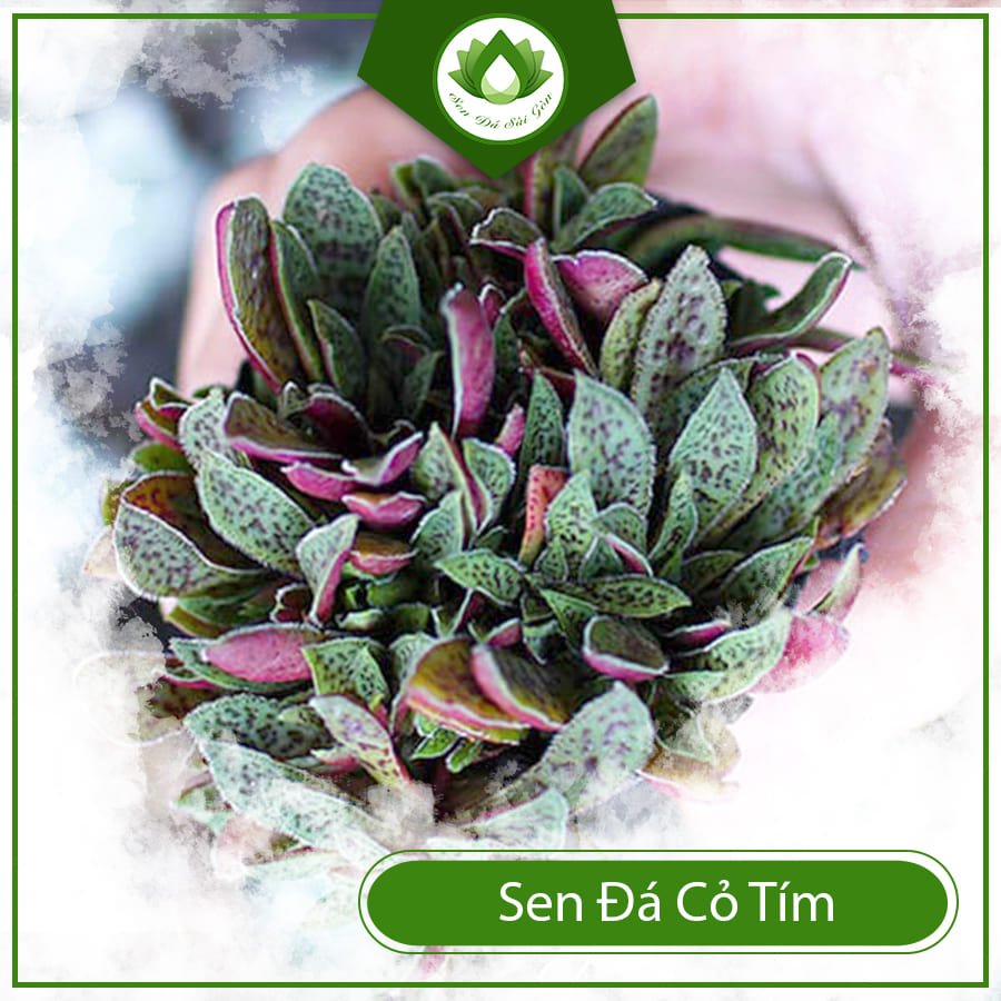 Sen đá cỏ tím – Mang ý nghĩa trường tồn vĩnh cửu 2