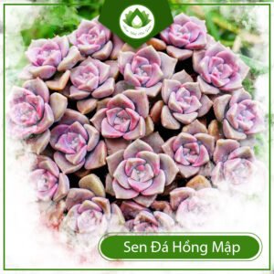 Sen đá hồng mập – Đóa hoa hồng căng mọng độc đáo 3