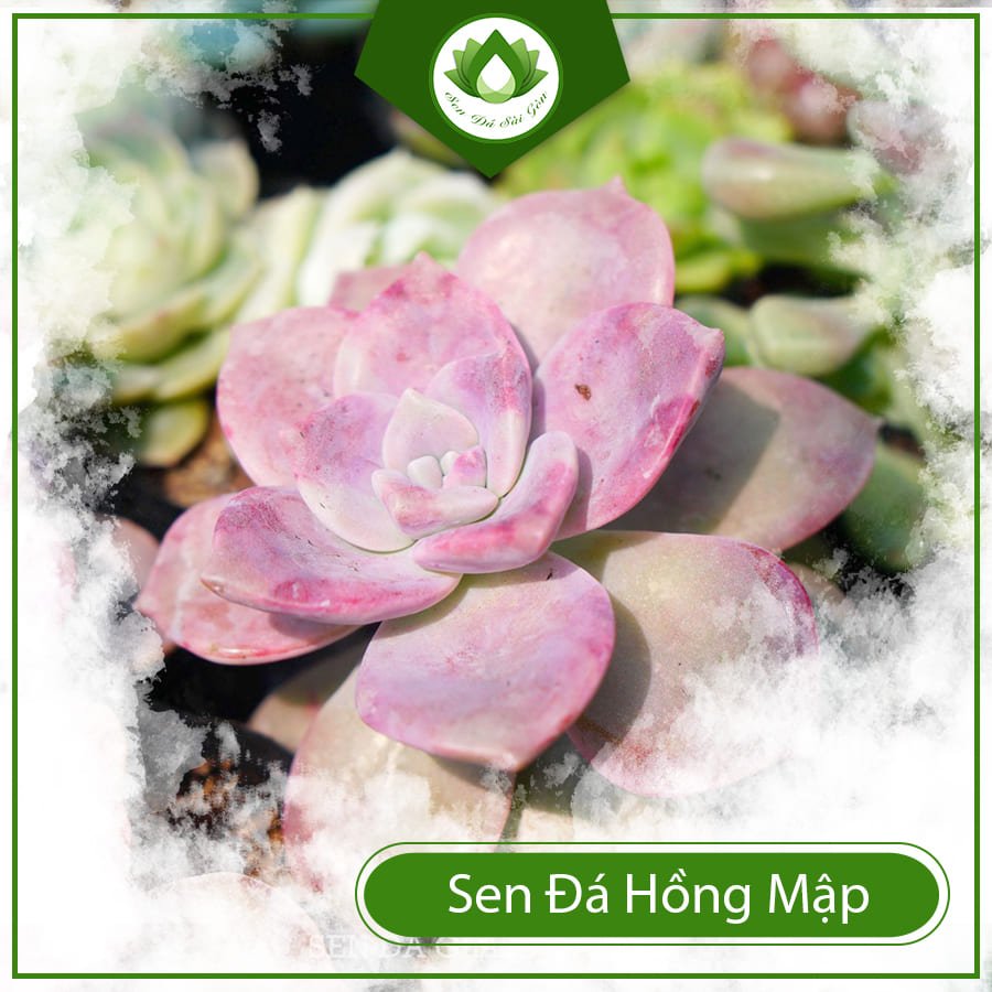 Sen đá hồng mập – Đóa hoa hồng căng mọng độc đáo