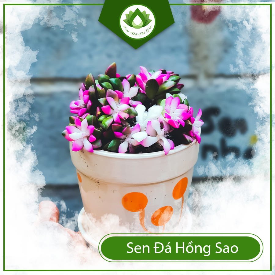 Sen đá hồng sao – Ngôi sao hồng giữa bầu trời hoa 2