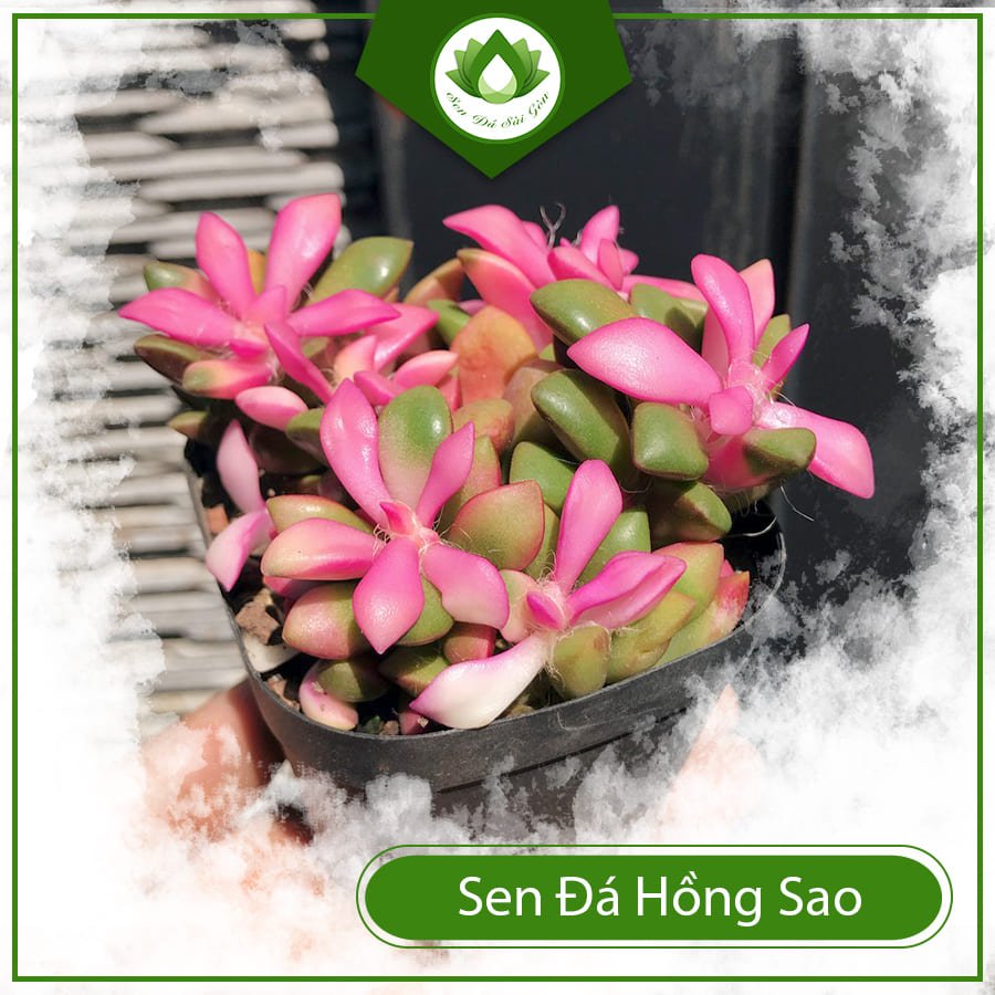 Sen đá hồng sao – Ngôi sao hồng giữa bầu trời hoa
