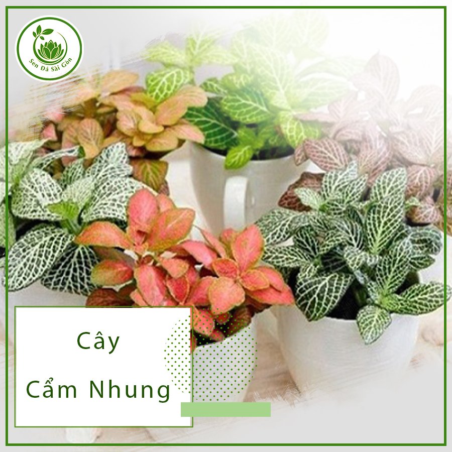 Cây Cẩm Nhung – Loài Cây Luôn Mang Lại Sự May Mắn