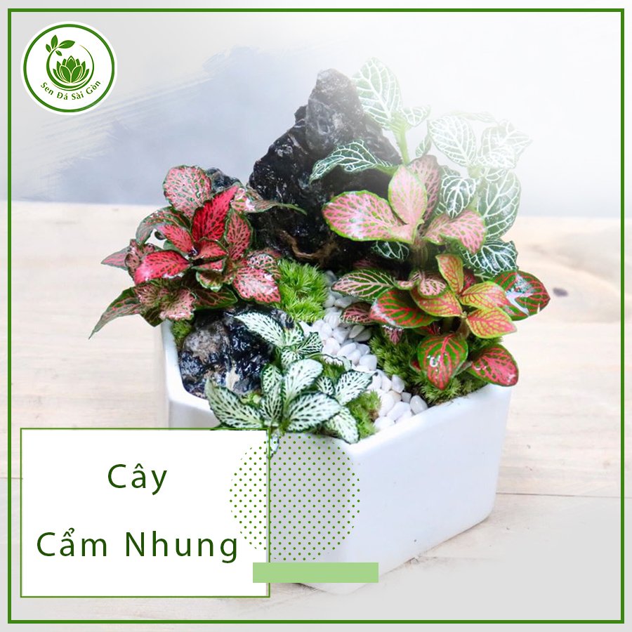 Cây Cẩm Nhung – Loài Cây Luôn Mang Lại Sự May Mắn 3