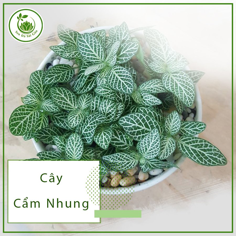 Cây Cẩm Nhung – Loài Cây Luôn Mang Lại Sự May Mắn 2