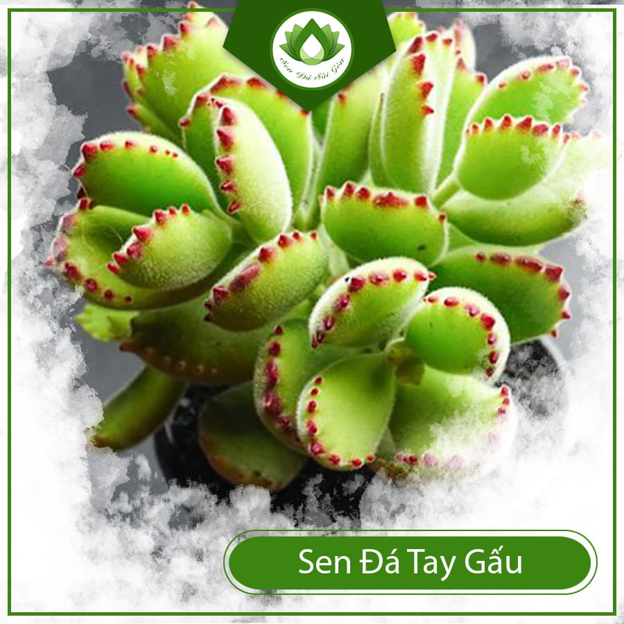 Sen đá tay gấu – Loại sen đáng yêu được nhiều người săn đón